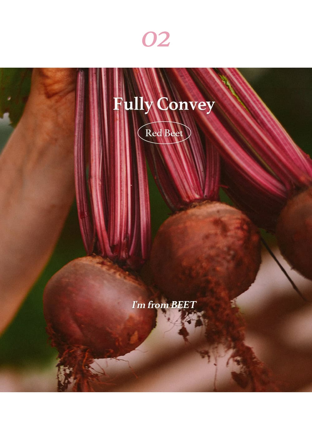 Beet Refresh Pad (260ml)
